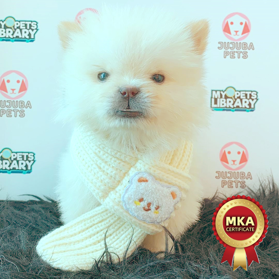 MKA Chow Chow Puppy (Female) For Sale