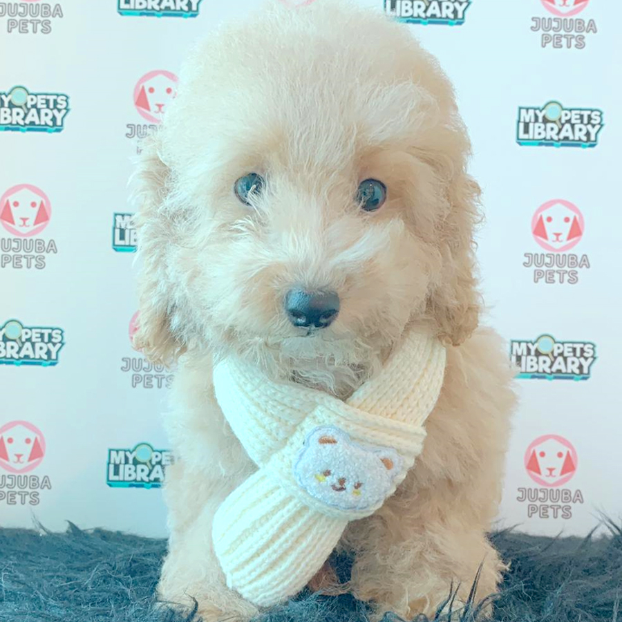 Toy Poodle Puppy (Male) For Sale