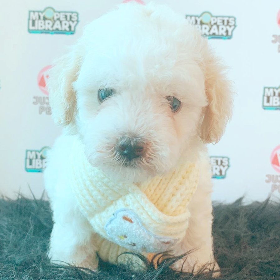Toy Poodle Puppy (Female) For Sale