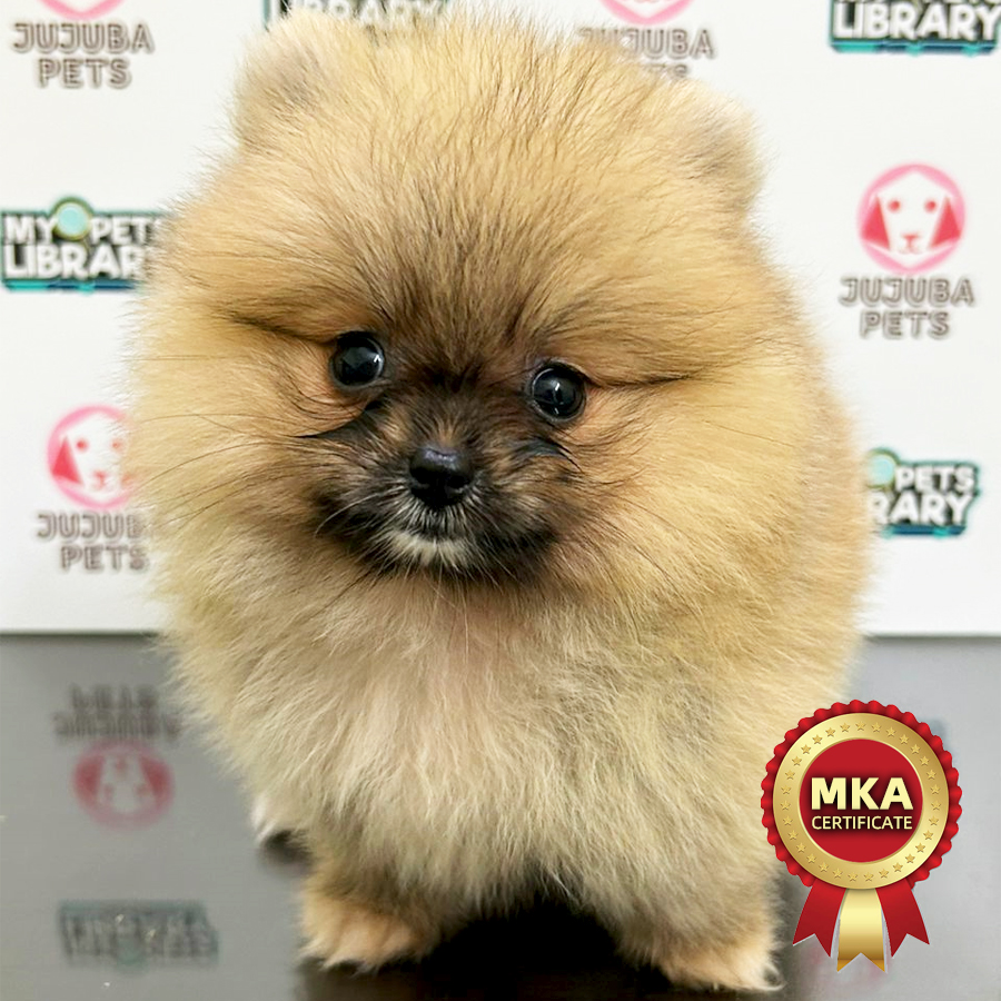 MKA Pomeranian Puppy (Female) For Sale