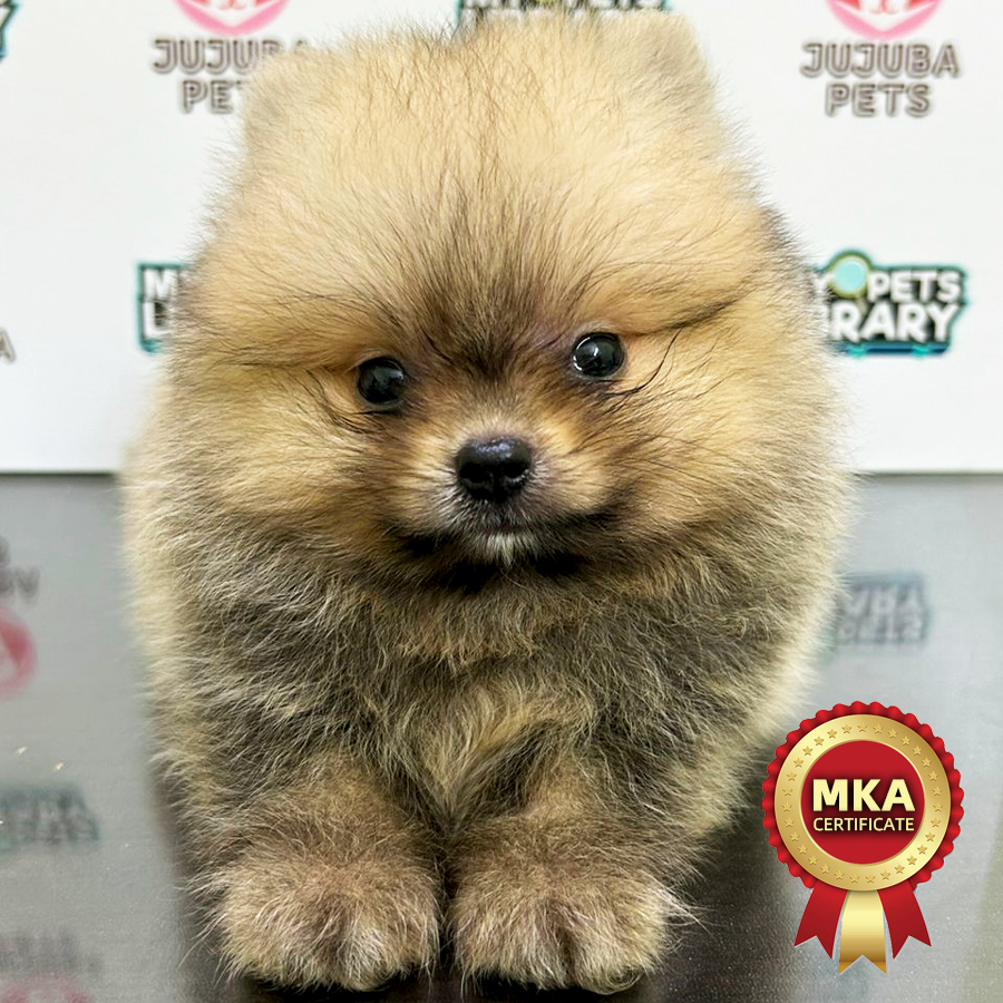 MKA Pomeranian Puppy (Male) For Sale