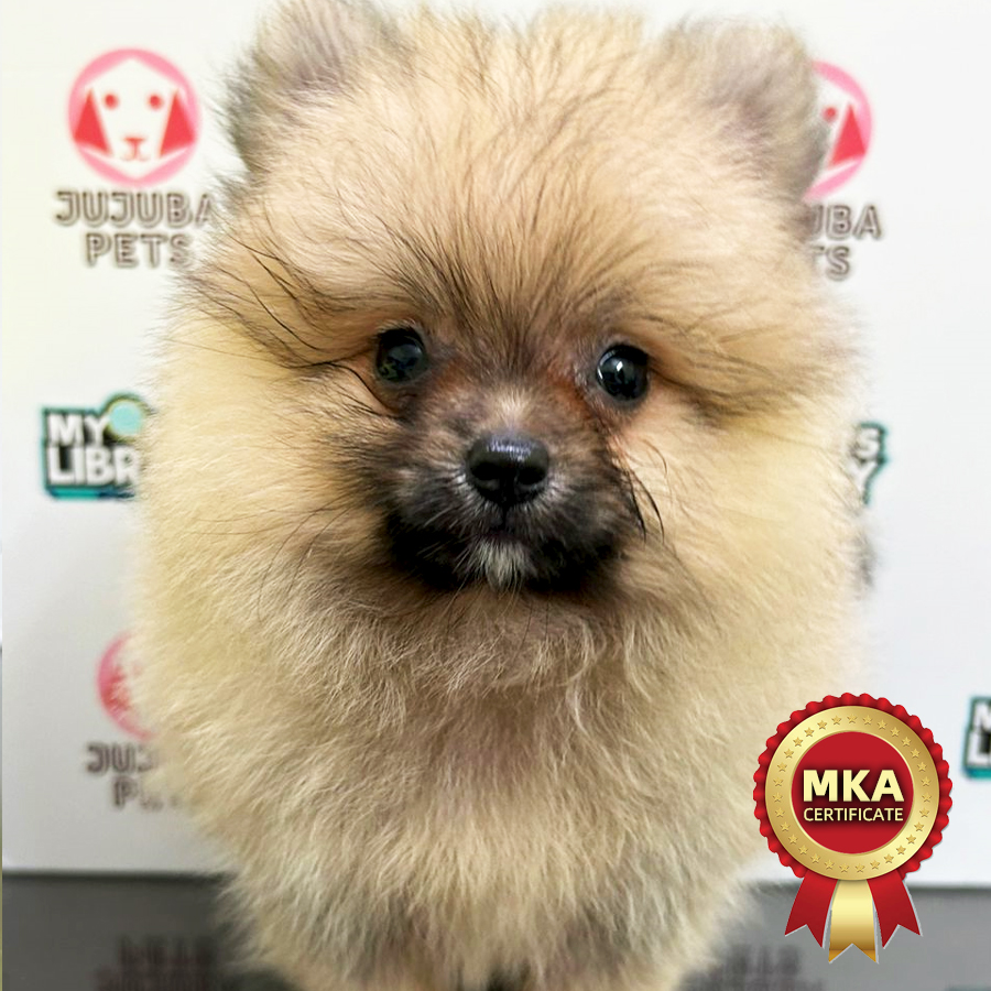 MKA Pomeranian Puppy (Female) For Sale