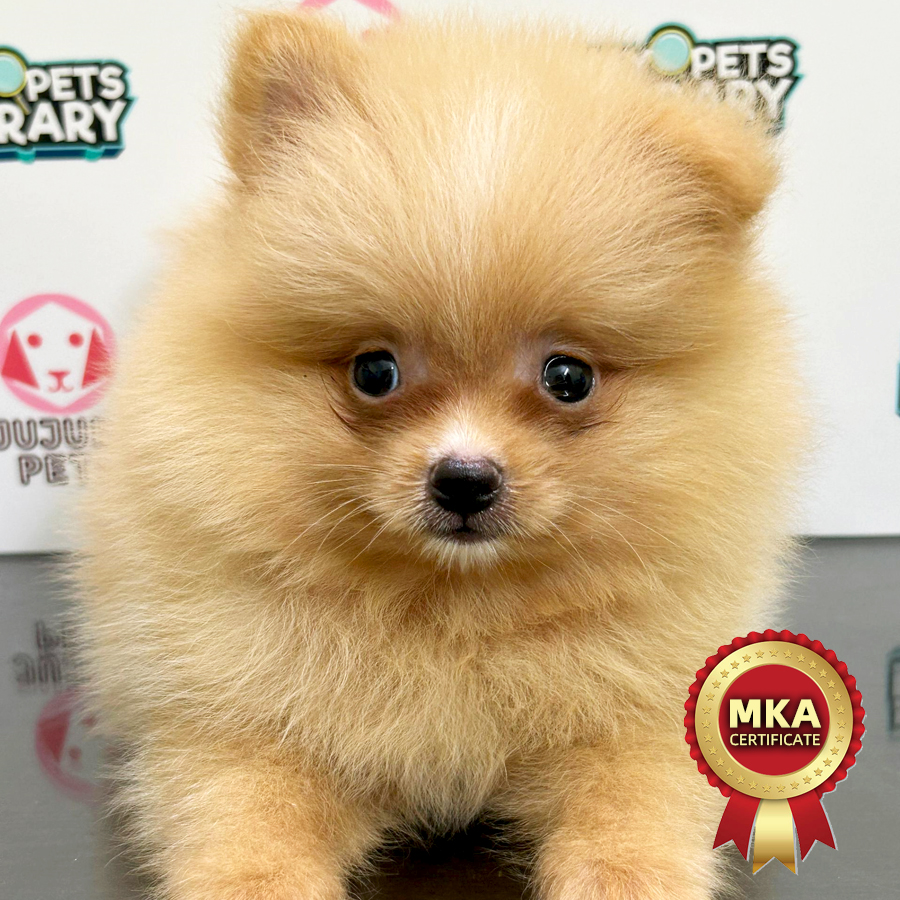 MKA Pomeranian Puppy (Male) For Sale