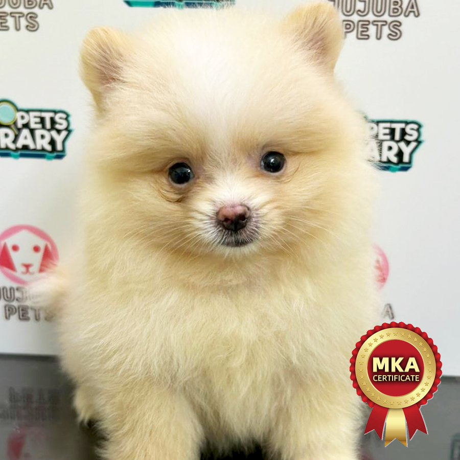 MKA Pomeranian Puppy (Female) For Sale