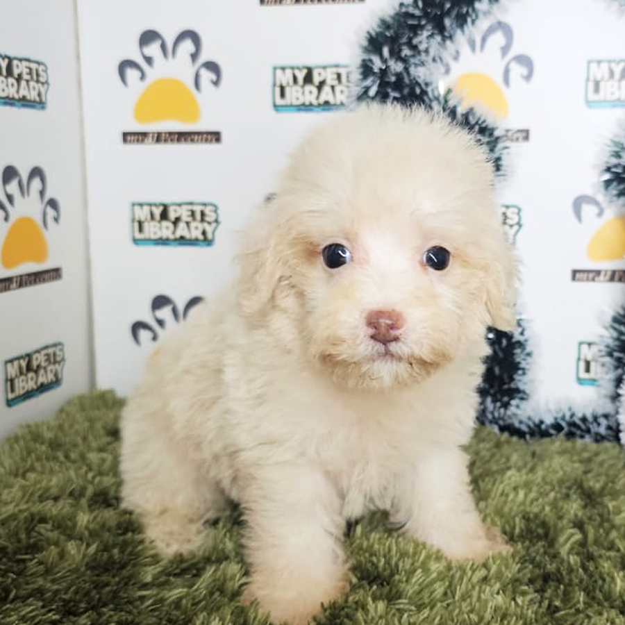 Maltipoo Puppy (Male) For Sale
