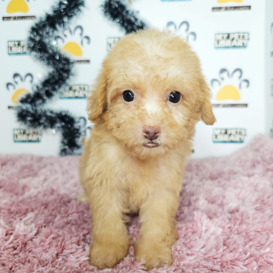 Maltipoo Puppy (Female) For Sale