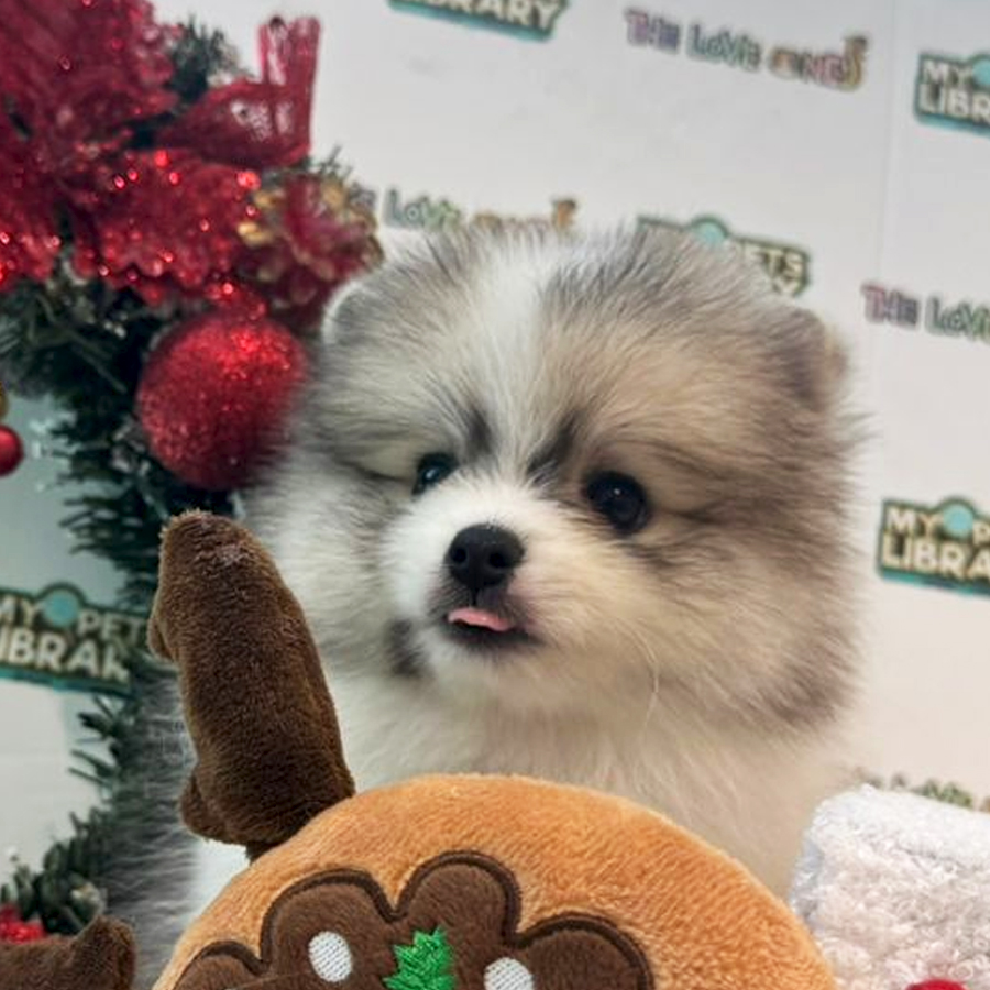 Tiny Pomeranian Puppy (Male) For Sale