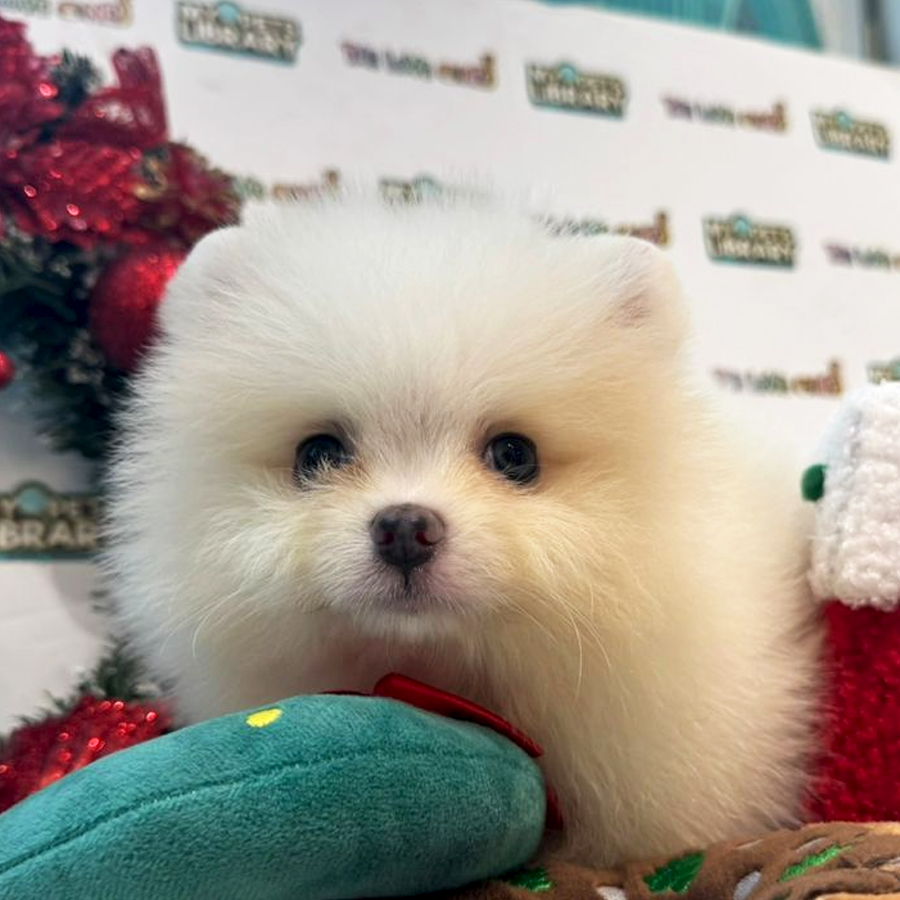 Tiny Pomeranian Puppy (Male) For Sale