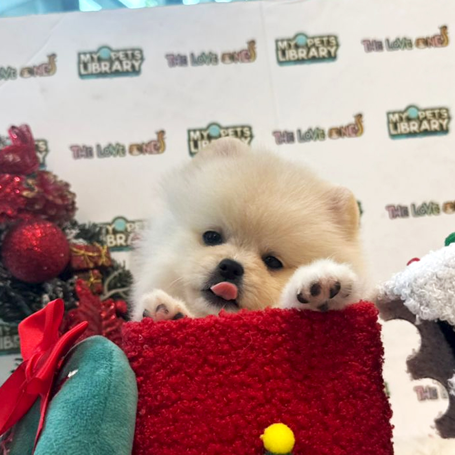 Tiny Pomeranian Puppy (Female) For Sale