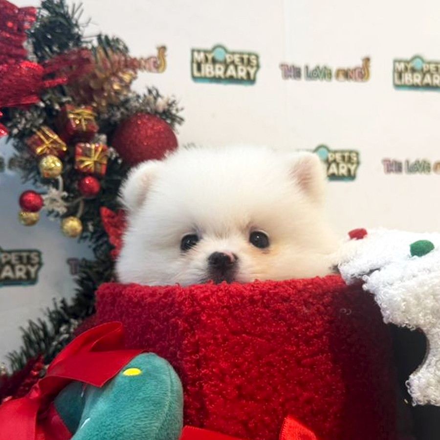 Tiny Pomeranian Puppy (Female) For Sale