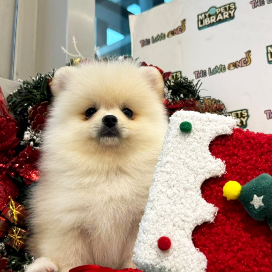 Tiny Pomeranian Puppy (Female) For Sale