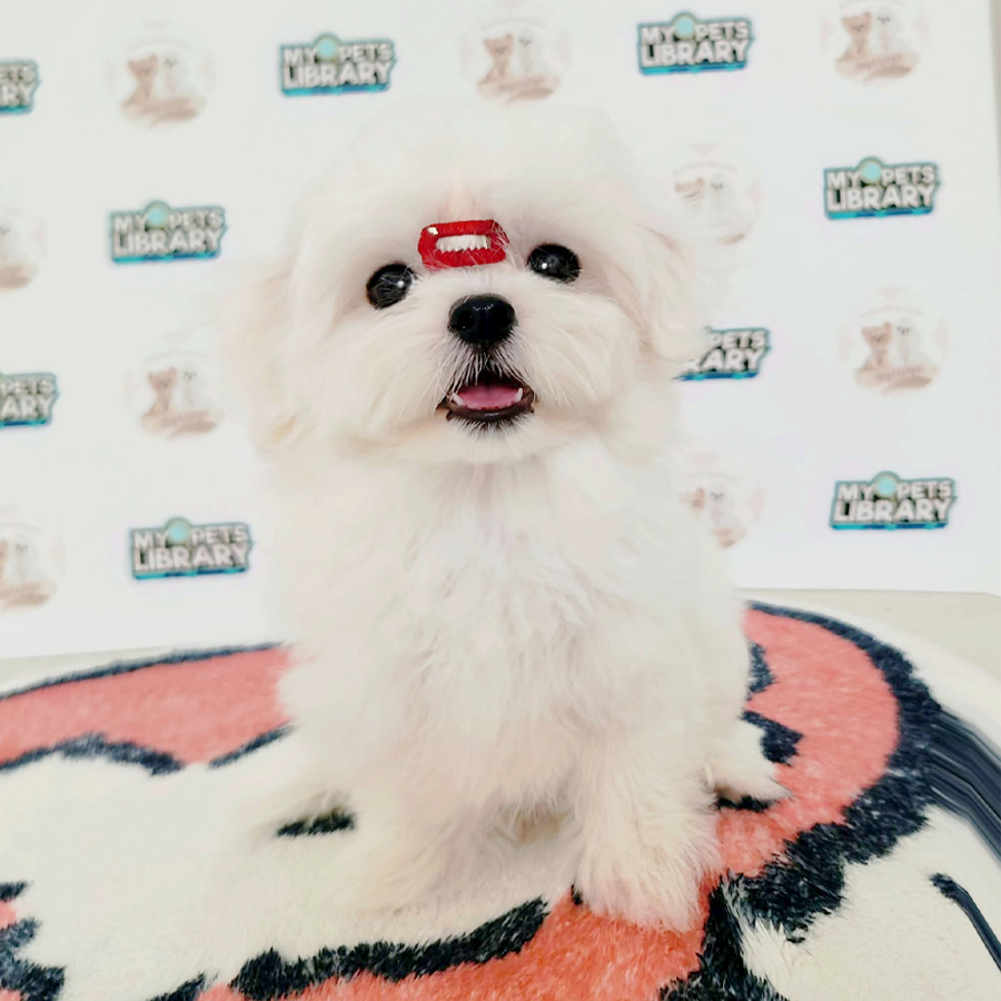 Tiny Maltese Puppy (Male) For Sale
