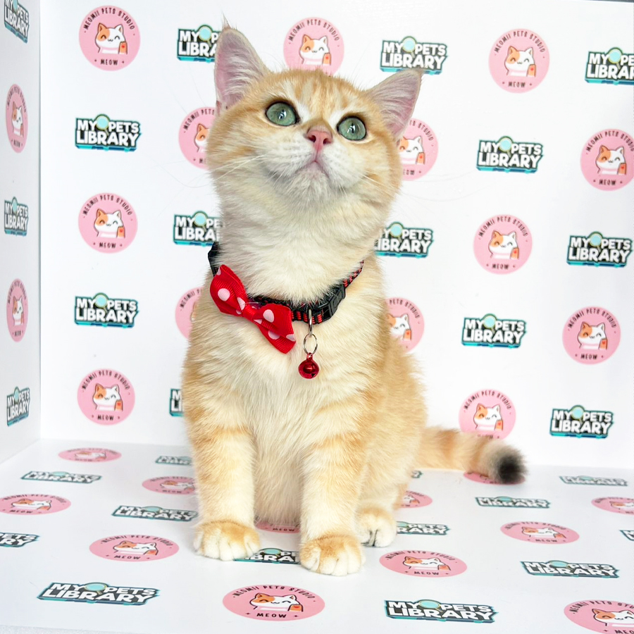British Shorthair Kitten (Male) For Sale