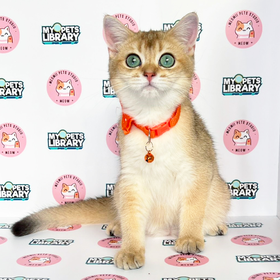 British Shorthair Kitten (Male) For Sale