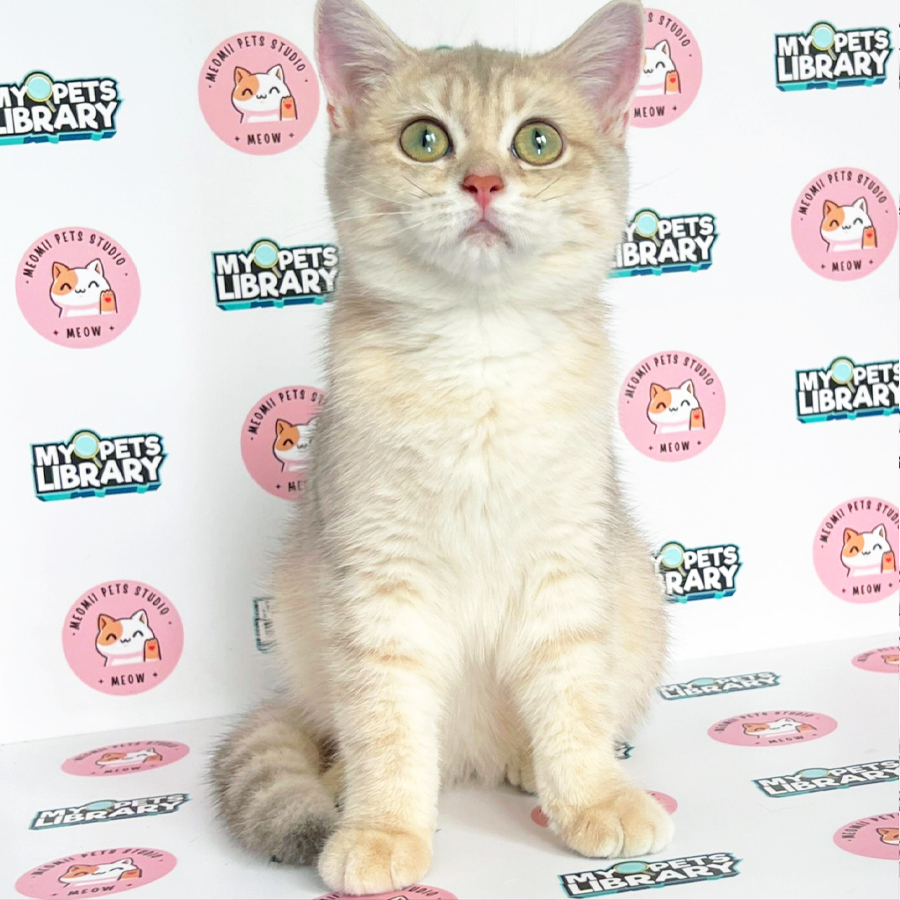 British Shorthair Kitten (Female) For Sale