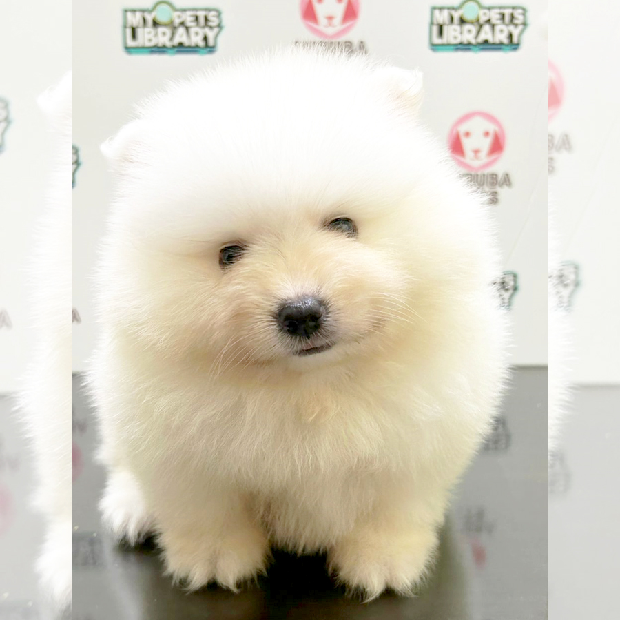 Pomeranian Puppy (Male) For Sale
