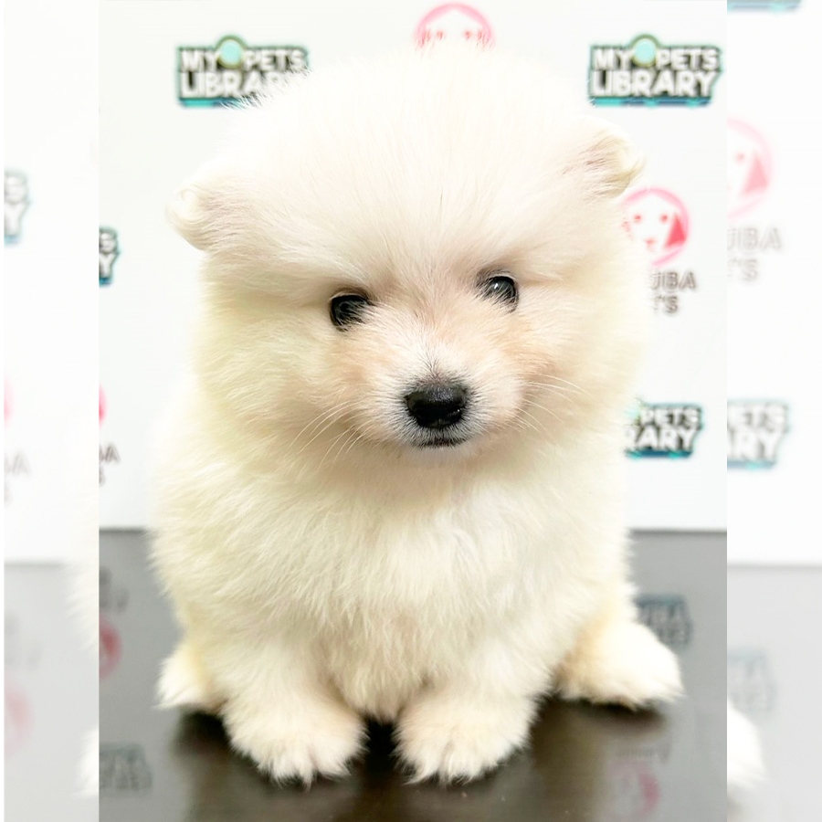 Pomeranian Puppy (Male) For Sale