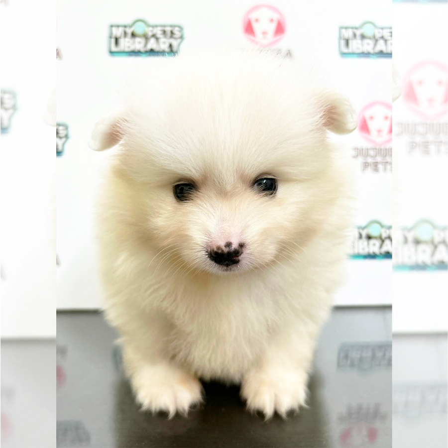 Pomeranian Puppy (Male) For Sale