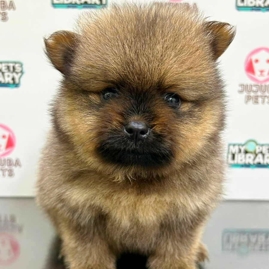 Pomeranian Puppy (Male) For Sale