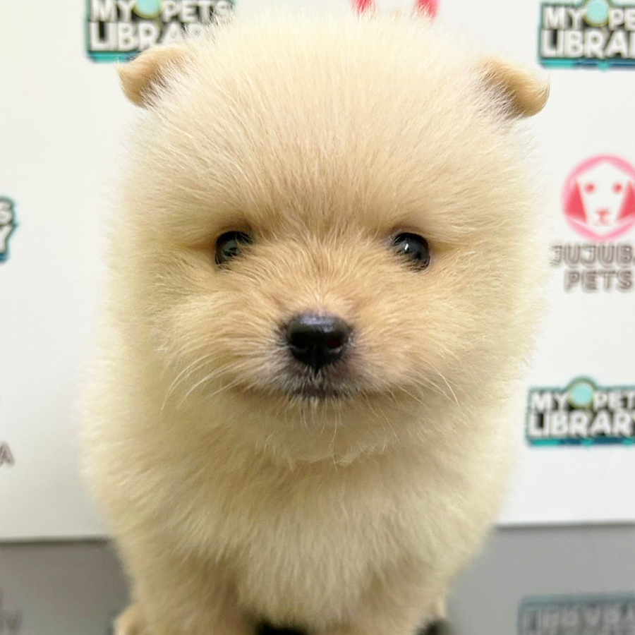 Pomeranian Puppy (Male) For Sale