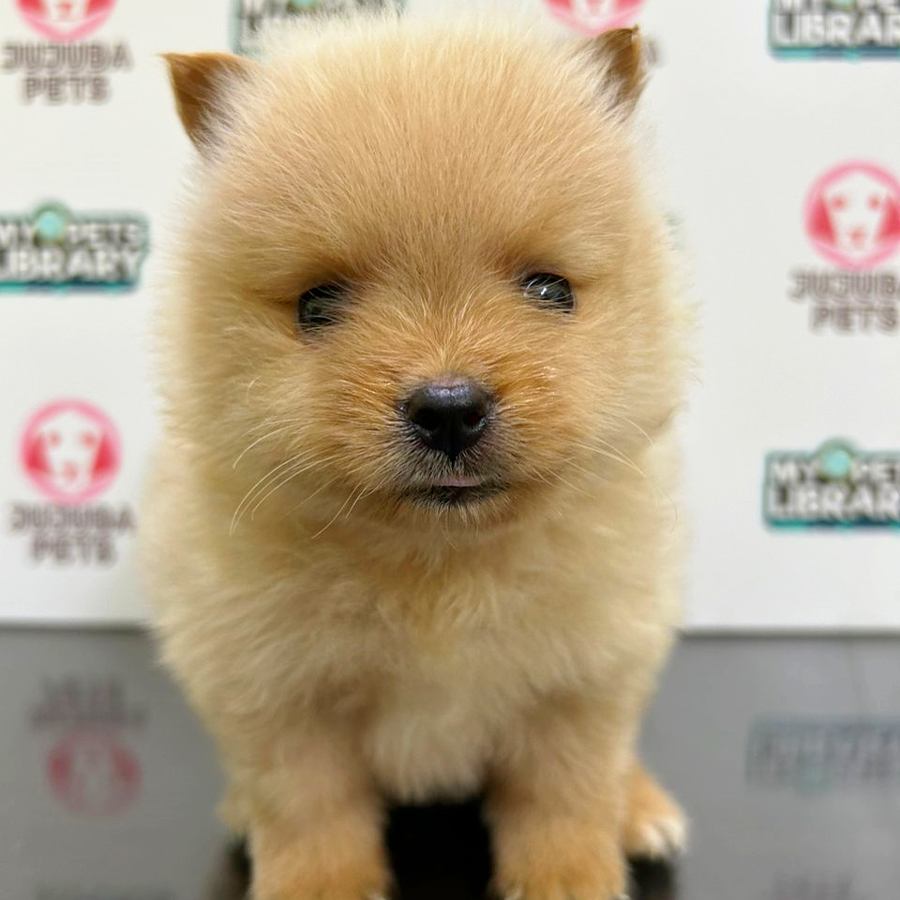 Pomeranian Puppy (Female) For Sale