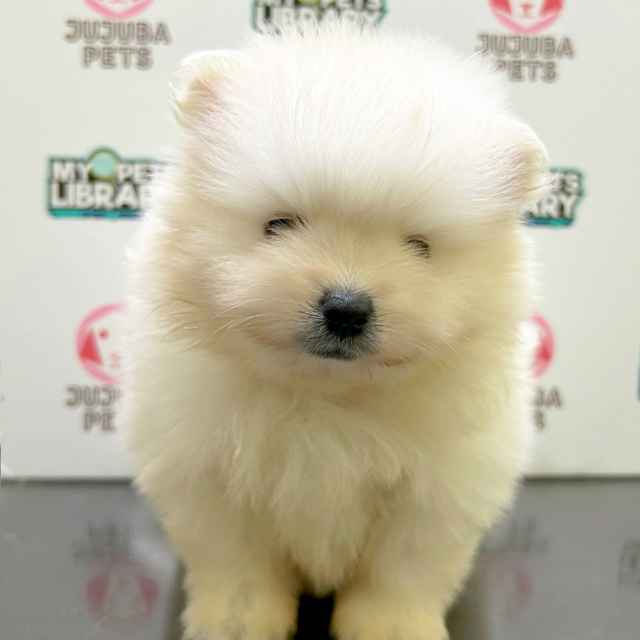 Pomeranian Puppy (Male) For Sale