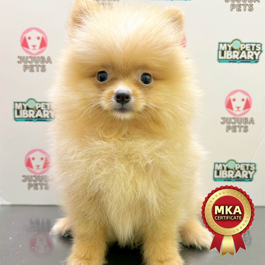 MKA Pomeranian Puppy (Male) For Sale