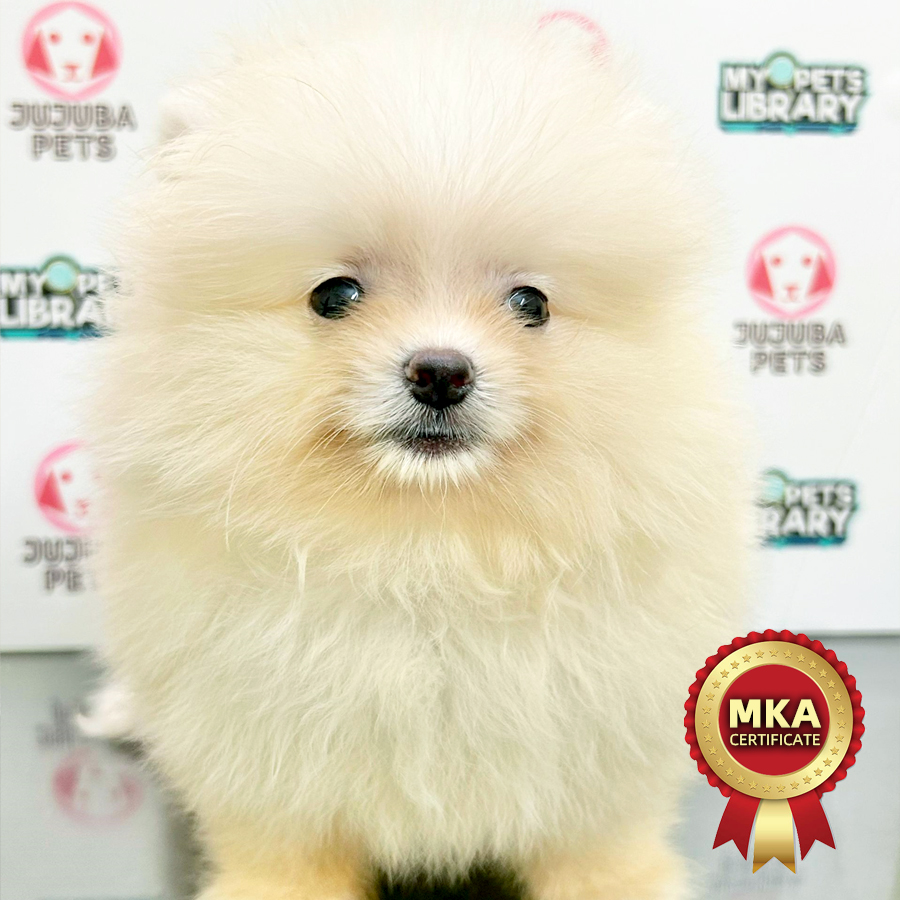MKA Pomeranian Puppy (Female) For Sale