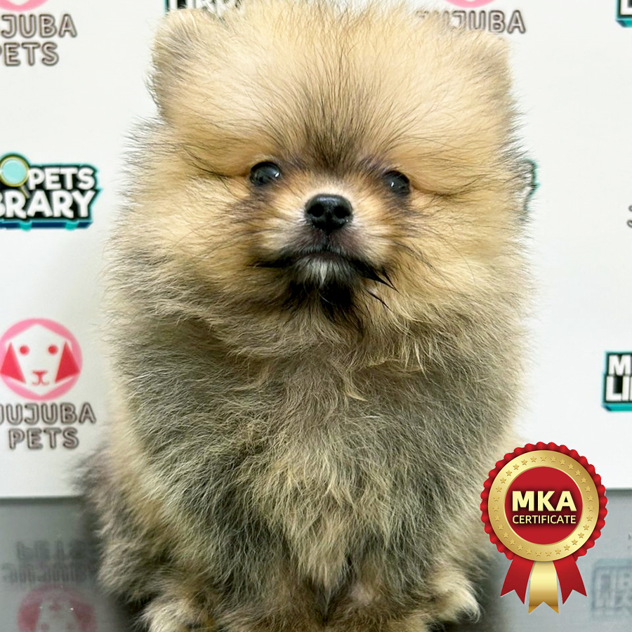 MKA Pomeranian Puppy (Male) For Sale
