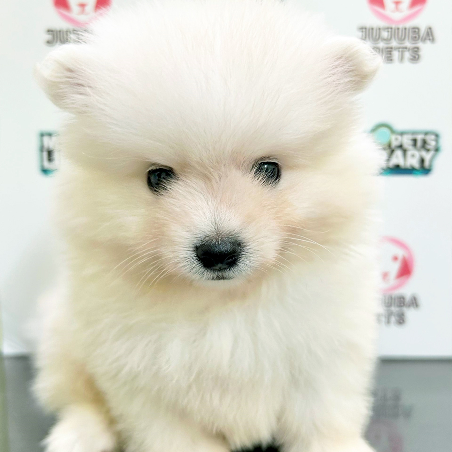 Pomeranian Puppy (Male) For Sale