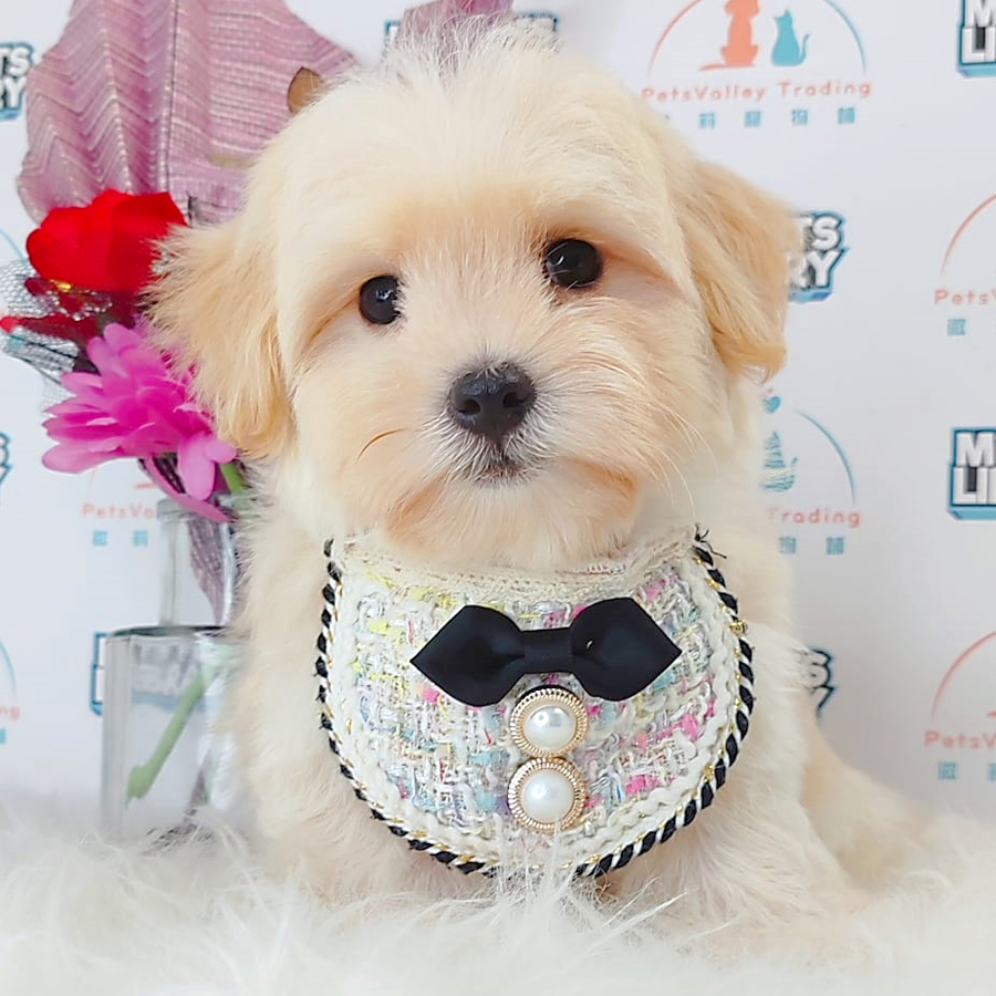 Maltipoo Puppy (Male) For Sale