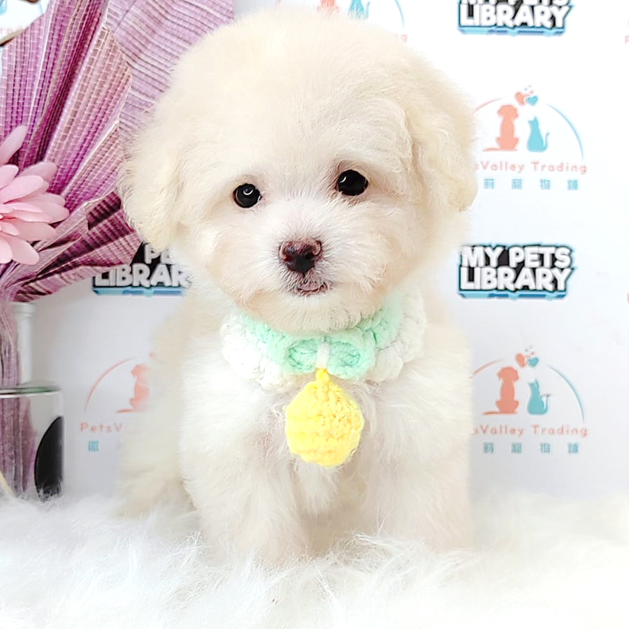 Tiny Poodle Puppy (Male) For Sale