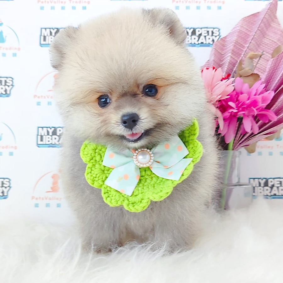 Pomeranian Puppy (Male) For Sale