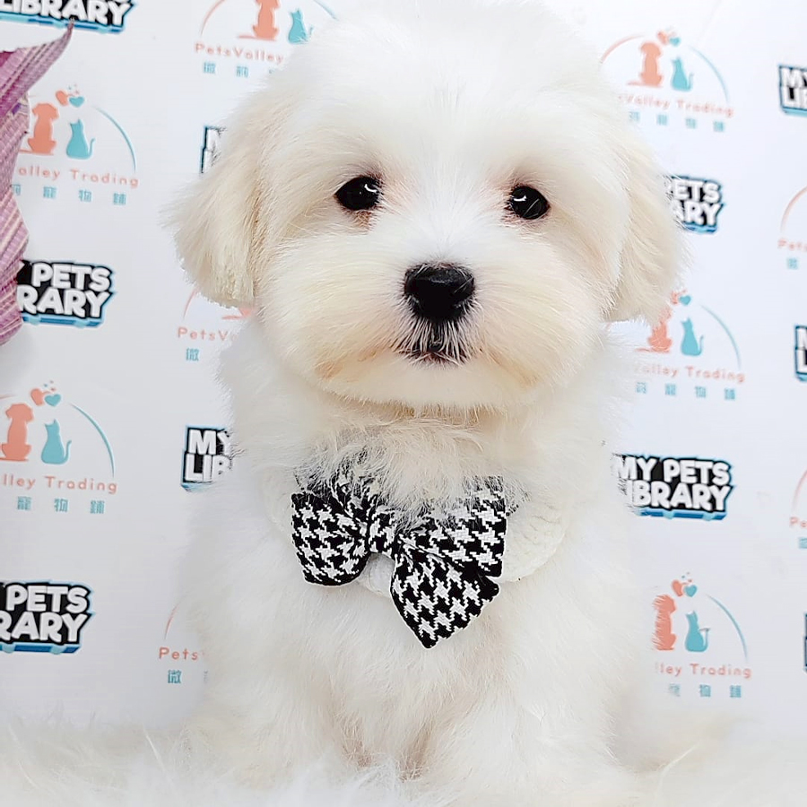 Maltese Puppy (Male) For Sale