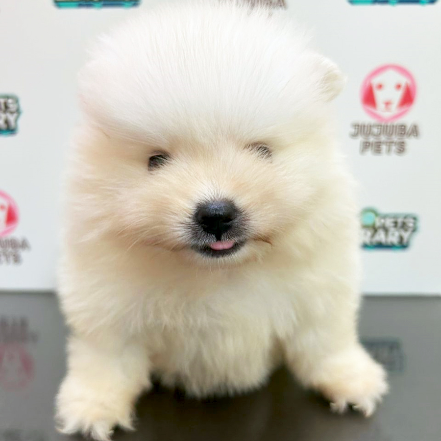 Pomeranian Puppy (Male) For Sale