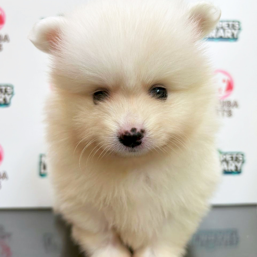 Pomeranian Puppy (Male) For Sale