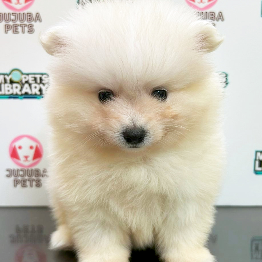 Pomeranian Puppy (Male) For Sale
