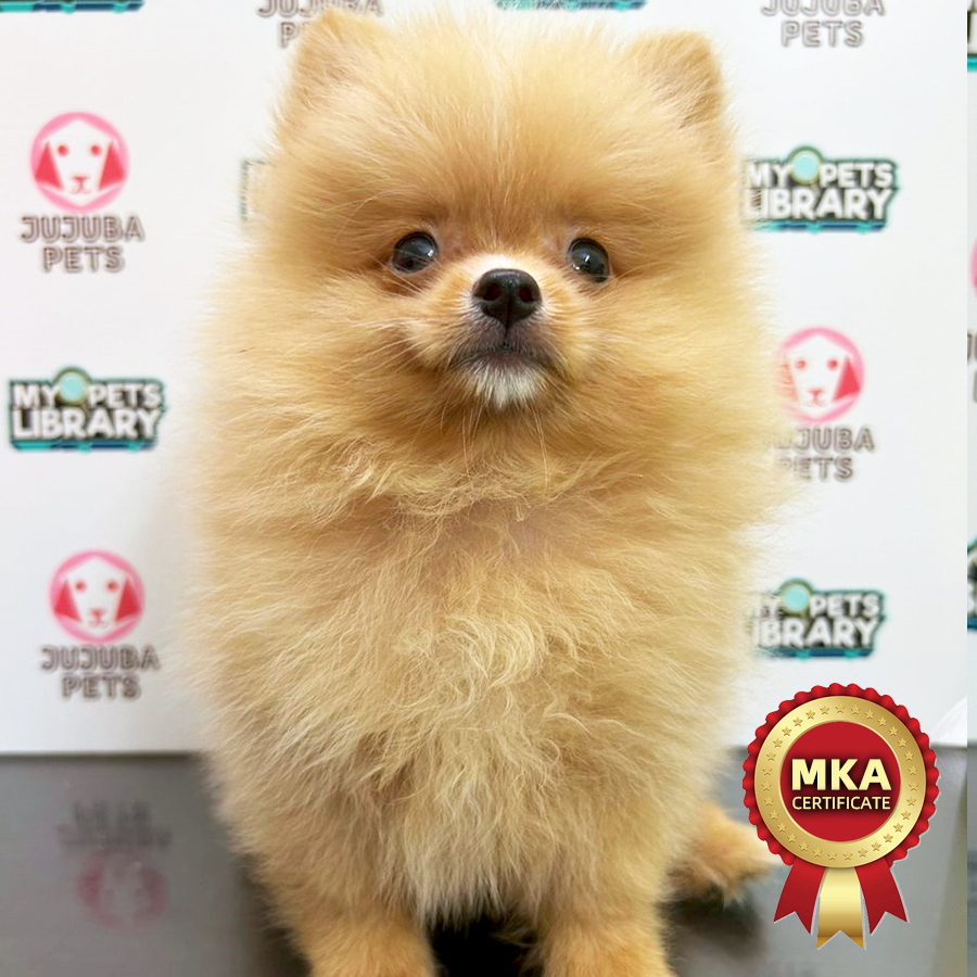 MKA Pomeranian Puppy (Male) For Sale