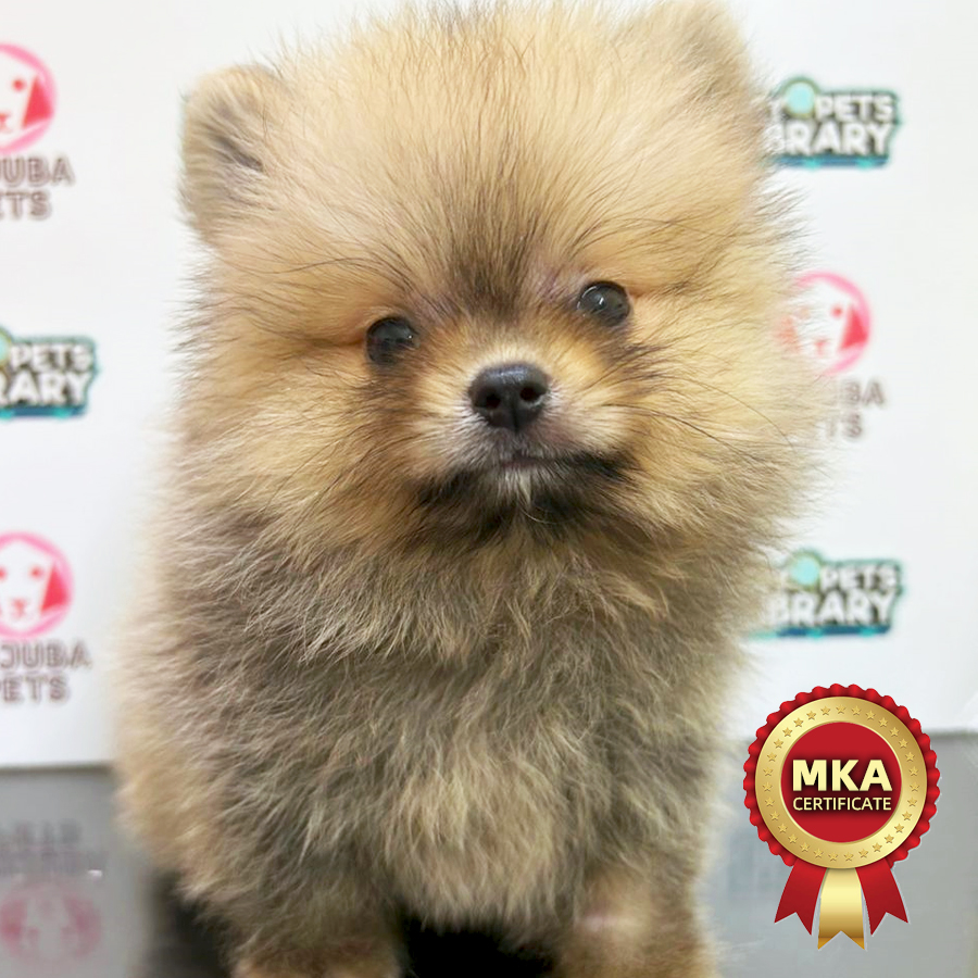 MKA Pomeranian Puppy (Male) For Sale