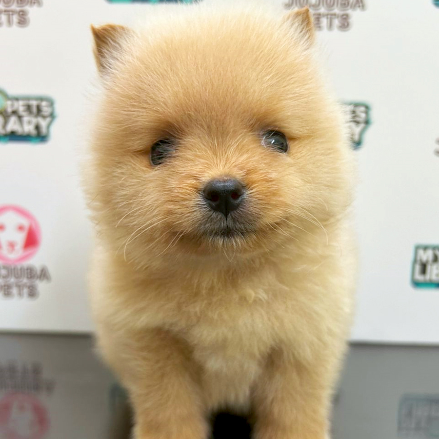 MKA Tiny Pomeranian Puppy (Female) For Sale