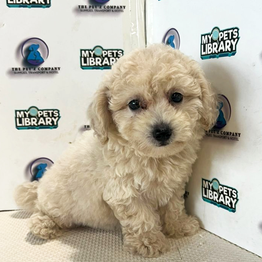 Poodle Puppy (Male) For Sale