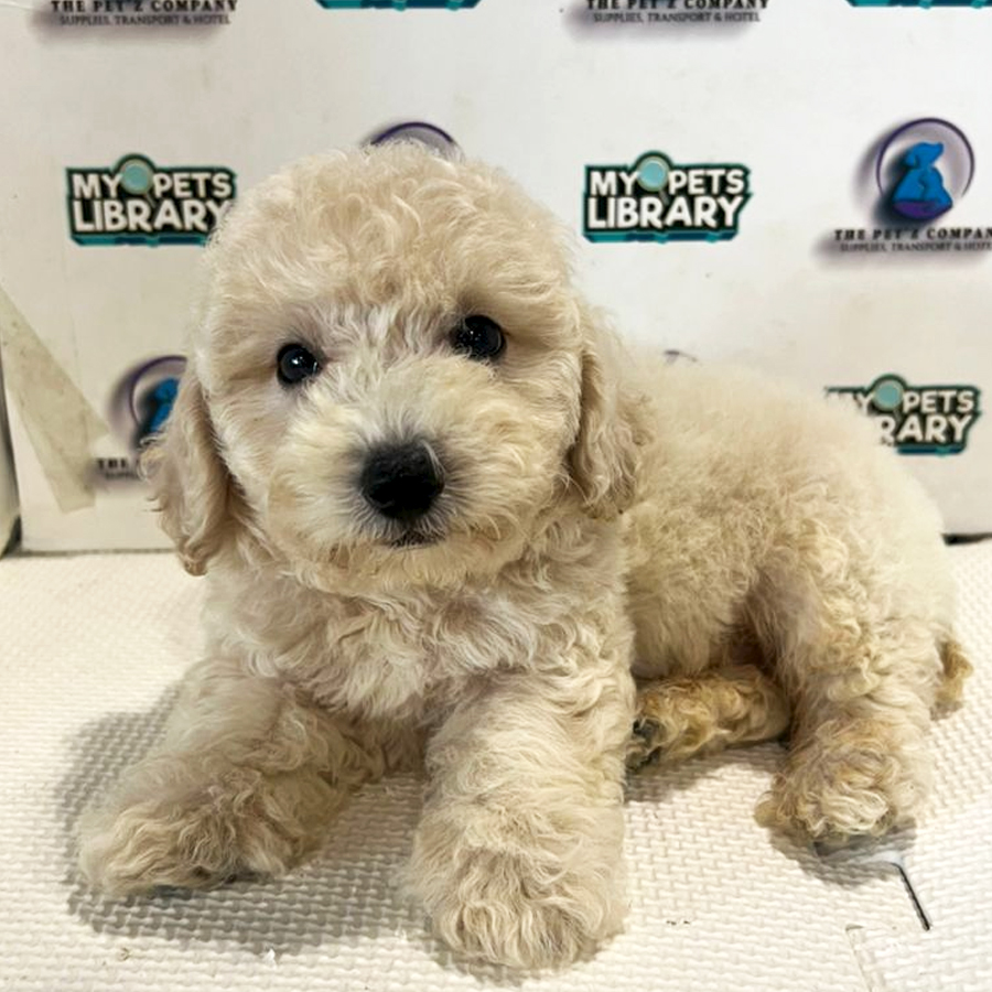 Poodle Puppy (Female) For Sale