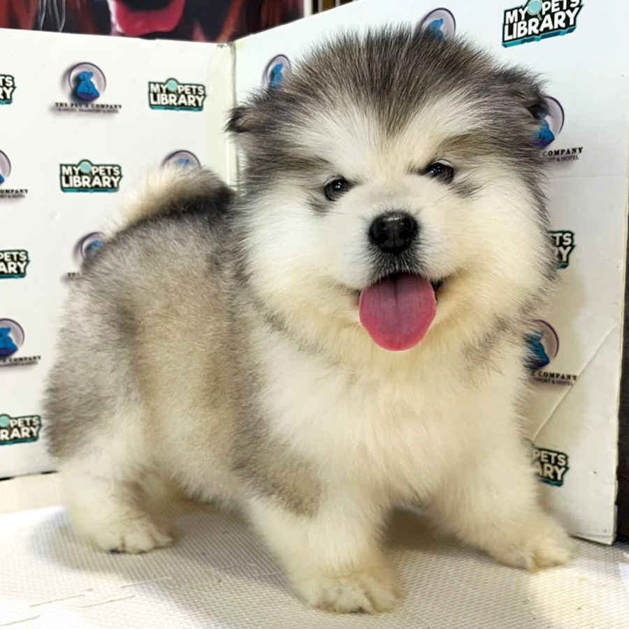 Alaskan Malamute Puppy (Female) For Sale