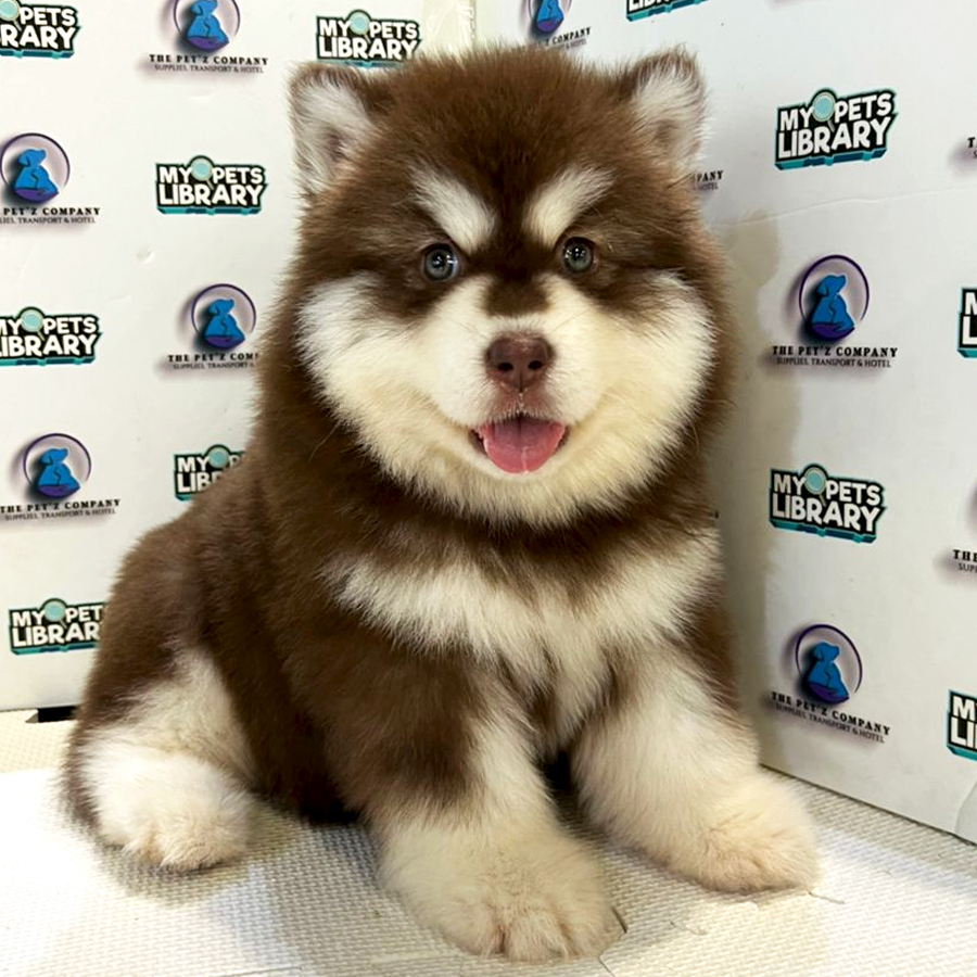 Alaskan Malamute Puppy (Female) For Sale
