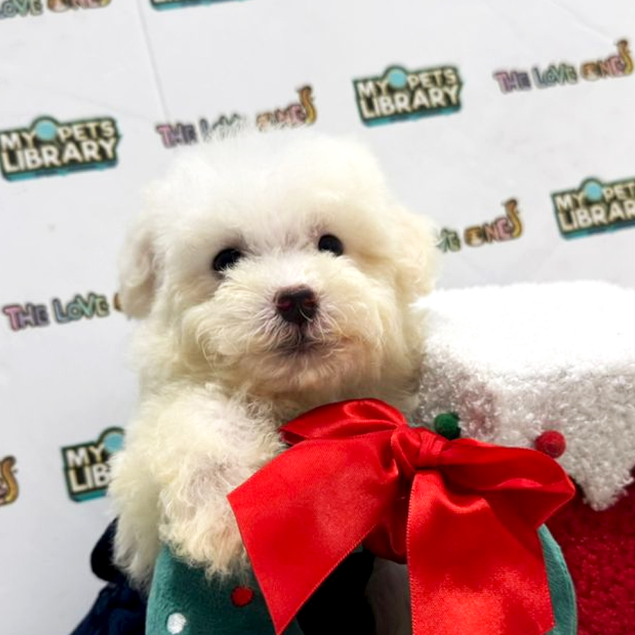 Tiny Toy Poodle Puppy (Female) For Sale
