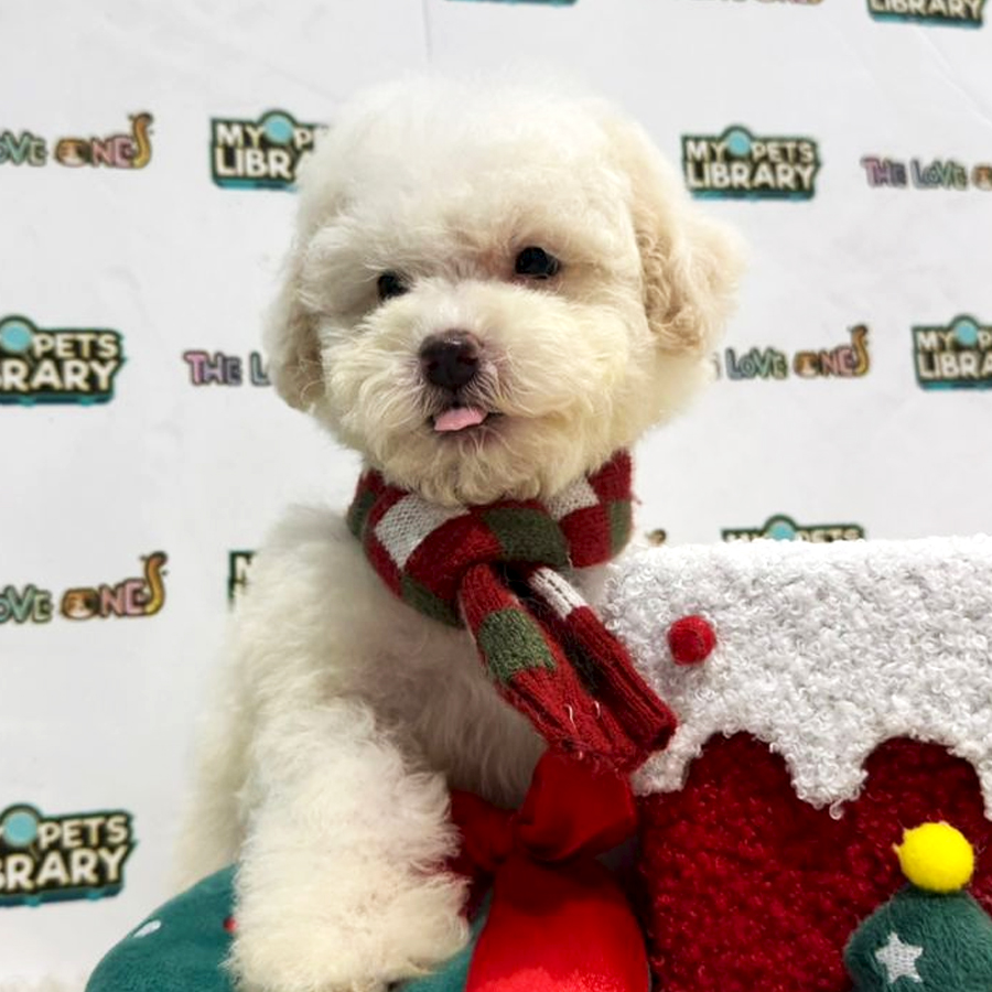 Tiny Toy Poodle Puppy (Male) For Sale