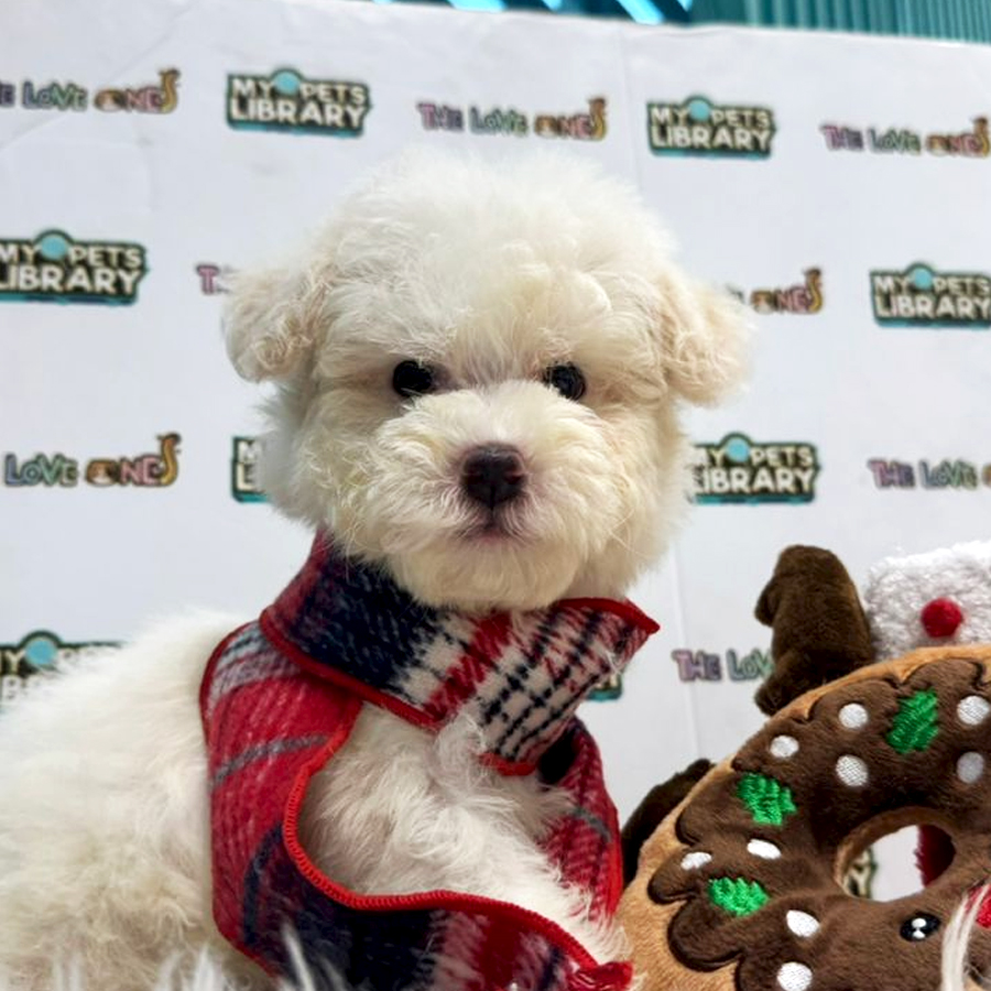 Tiny Toy Poodle Puppy (Male) For Sale