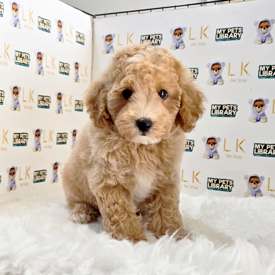 Maltipoo Puppy (Male) For Sale