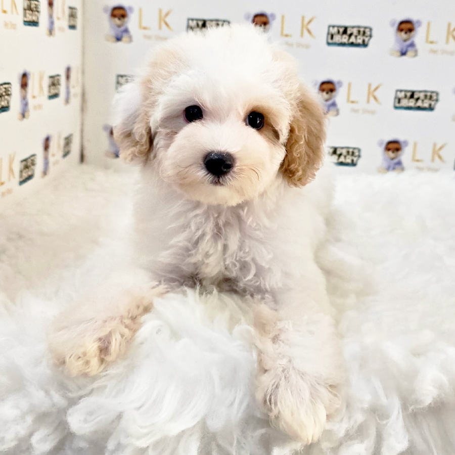 Maltipoo Puppy (Female) For Sale