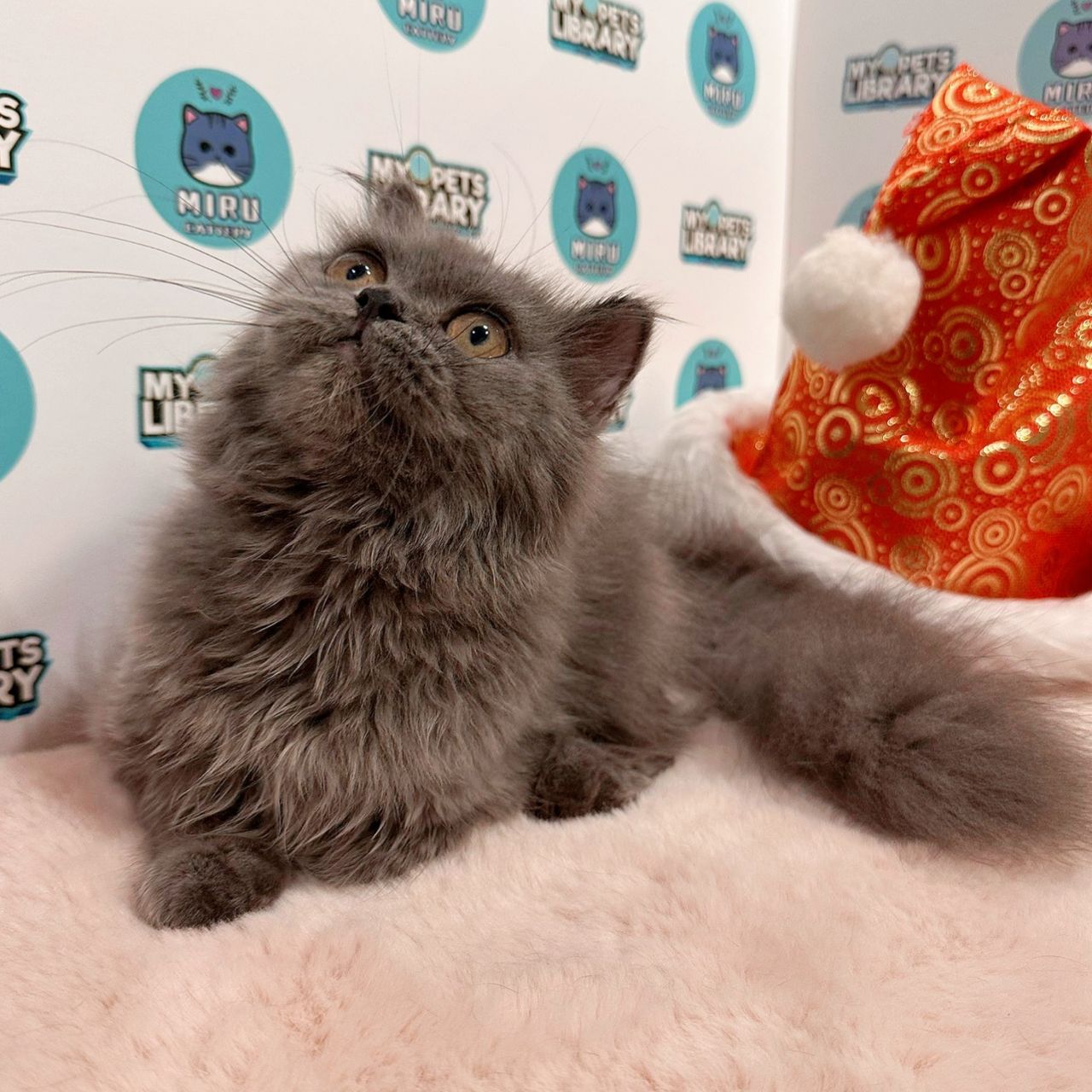 Scottishstraight Kitten (Female) For Sale